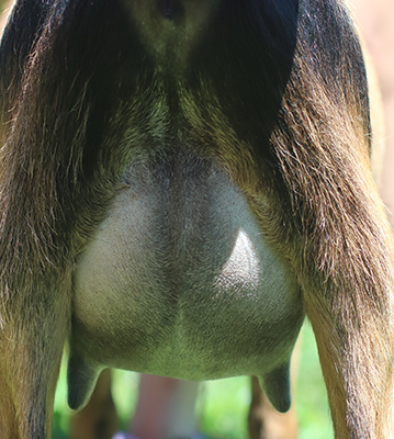 Lesperance Burrito of Doom 